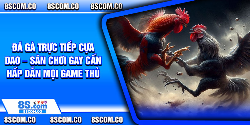Da Ga Truc Tiep Cua Dao – San Choi Gay Can Hap Dan Moi Game Thu