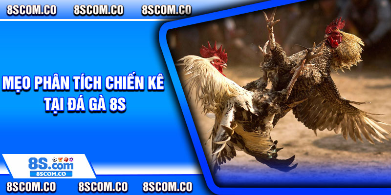 Mẹo phân tích chiến kê tại đá gà 8s
