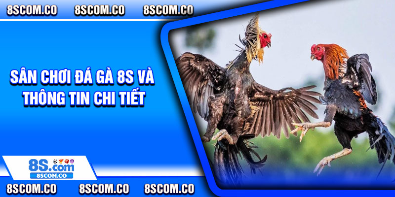 Sân chơi đá gà 8s và thông tin chi tiết